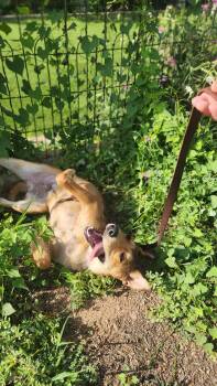 Ryder -  Shepherd Dog for Adoption in Payson, Arizona - Ryder | PetCurious
