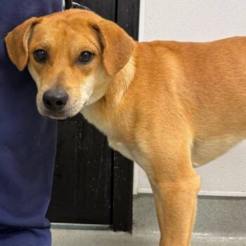 Copper -  Terrier Dog for Adoption in Abilene, Texas - Copper | PetCurious