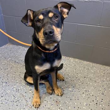 TUSC-Stray-85547 -  Shepherd and Pit Bull Terrier Dog for Adoption in Tuscaloosa, Alabama - TUSC-Stray-85547 | PetCurious