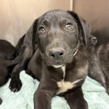 PUPPY 1 -  Labrador Retriever and Mixed Breed Dog for Adoption in Rancho Cucamonga, California - PUPPY 1 | PetCurious