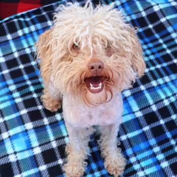 Mixed Breed Dogs Available for Adoption in Athens, Georgia - Ace | PetCurious