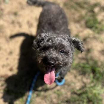 Sassy -  Mixed Breed Dog for Adoption in Asheville, North Carolina - Sassy | PetCurious
