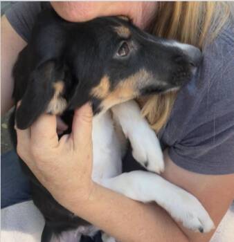 Maria -  Border Collie Dog Available for Adoption in Larkfield-wikiup, California - Maria | PetCurious