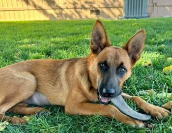 Canella -  Belgian Shepherd Malinois and German Shepherd Dog Dog for Adoption in Kuna, Idaho - Canella | PetCurious