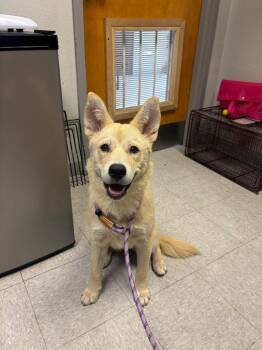 26-0397D -  Shepherd and Husky Dog for Adoption in Sorrento, Louisiana - 26-0397D | PetCurious