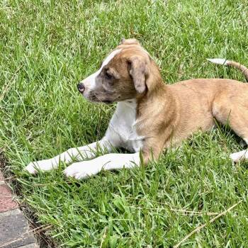 Nolan -  Beagle and Jack Russell Terrier Dog for Adoption - Nolan | PetCurious