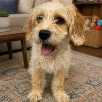 Terrier and Poodle Dogs Available for Adoption in Cedar Park, Texas - Alfredo | PetCurious