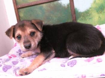 German Shepherd Dog and Mixed Breed Dogs Available for Adoption - A2066159 | PetCurious