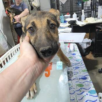 Nala (Diva Litter) -  German Shepherd Dog and Mixed Breed Dog for Adoption in TIMBERCRK CYN, Texas - Nala (Diva Litter) | PetCurious