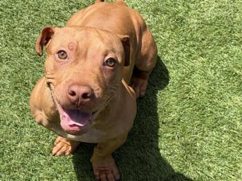Staffordshire Bull Terrier and Mixed Breed Dogs Available for Adoption in Tustin, California - SCRAPPY DOO | PetCurious