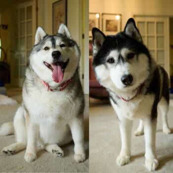 Siberian Husky Dogs Available for Adoption in Floyd, Virginia - Joey And Julie *Community Post* | PetCurious
