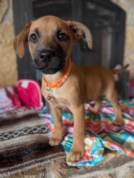 Terrier Dogs Available for Adoption in Waunakee, Wisconsin - Loki Lilac | PetCurious