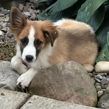 Sherlock -  Collie and Australian Shepherd Dog for Adoption in Brockport, New York - Sherlock | PetCurious