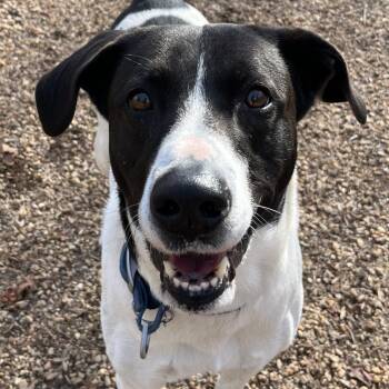 Simon -  Cattle Dog and Mixed Breed Dog for Adoption in Charlottesville, Virginia - Simon | PetCurious