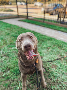 Rescue Mixed Breed Dogs for Adoption in Fallston, Maryland - Rupert | PetCurious