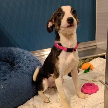Plum -  Mixed Breed Dog for Adoption in Jupiter, Florida - Plum | PetCurious