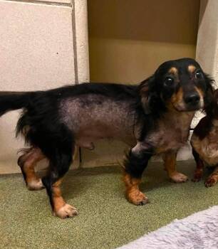 Paco -  Dachshund Dog for Adoption in Newport, Kentucky - Paco | PetCurious