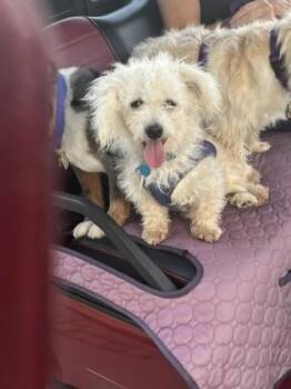 92959A Buttons - Adoption Ambassador -  Bichon Frise and Mixed Breed Dog for Adoption in North Charleston, South Carolina - 92959A Buttons - Adoption Ambassador | PetCurious