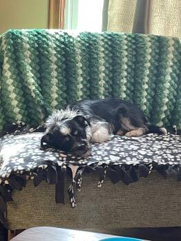 George -  Terrier Dog for Adoption in Brooklyn Center, Minnesota - George | PetCurious