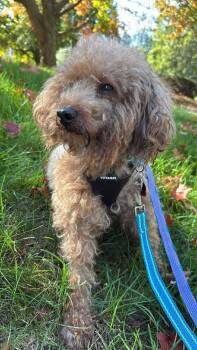 Rescue Poodle Dogs for Adoption in Groveland, Massachusetts - Mario | PetCurious