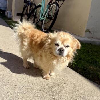 Pekingese Dogs Available for Adoption - Biscuit | PetCurious