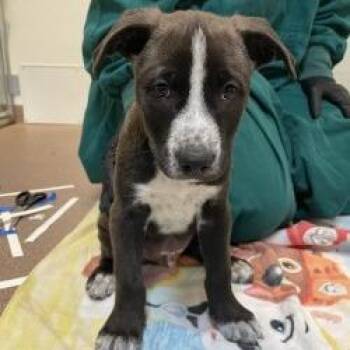 Derrick -  Mixed Breed Dog for Adoption in Murray, Utah - Derrick | PetCurious