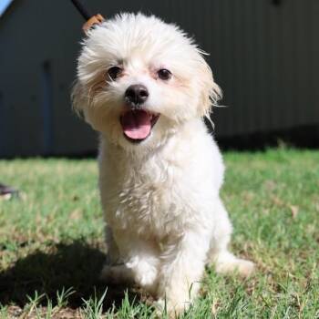 Gretal -  Maltipoo Dog for Adoption in Mansfield, Texas - Gretal | PetCurious