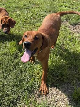 BUDDY -  Redbone Coonhound and Saint Bernard Dog for Adoption in Aliquippa, Pennsylvania - BUDDY | PetCurious