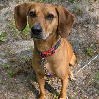 Rescue Coonhound Dogs for Adoption in Midland, Michigan - Bear - Courtesy Listing | PetCurious