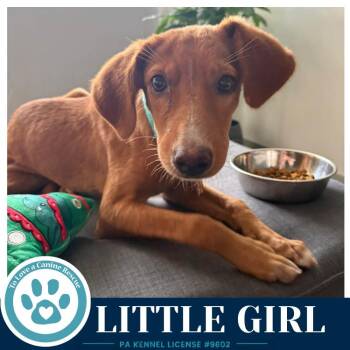 Little Girl 091226 -  Labrador Retriever Dog for Adoption in Kimberton, Pennsylvania - Little Girl 091226 | PetCurious