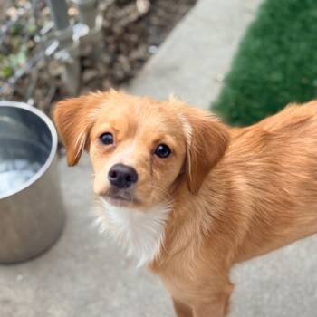 Chihuahua Dogs Available for Adoption in Redwood Valley, California - Princess | PetCurious