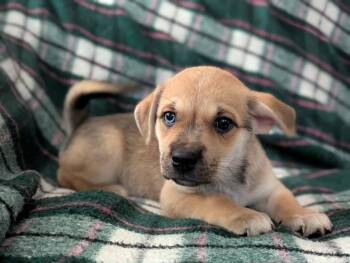 Emily -  Chihuahua and Husky Dog for Adoption in Kingsburg, California - Emily | PetCurious