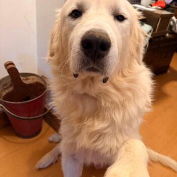 Benny -  Great Pyrenees Dog for Adoption in Winston-salem, North Carolina - Benny | PetCurious