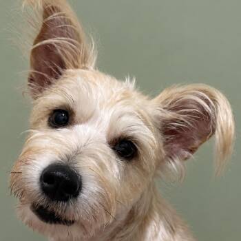 Yasmine - shy Schnauzer girl -  Miniature Schnauzer and Terrier Dog for Adoption in Hondo, Texas - Yasmine - Shy Schnauzer Girl | PetCurious