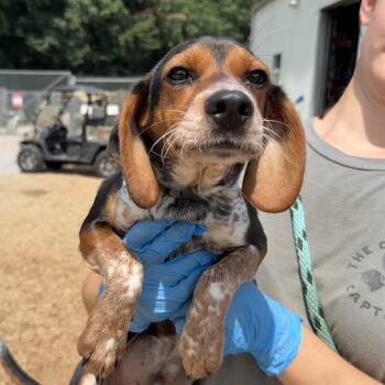 Huckleberry -  Beagle Dog for Adoption in Columbia, South Carolina - Huckleberry | PetCurious