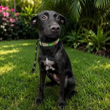 Ebony -  Mixed Breed Dog for Adoption in Loxahatchee Groves, Florida - Ebony | PetCurious