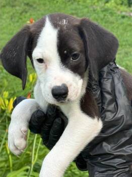 Peanut -  Beagle and German Shorthaired Pointer Dog for Adoption in Effingham, Illinois - Peanut | PetCurious