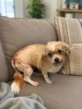 Glinda -  Shih Tzu and Yorkshire Terrier Dog for Adoption in Tifton, Georgia - Glinda | PetCurious