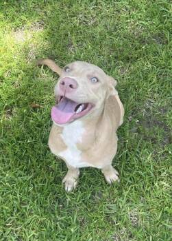 Sioux -  American Staffordshire Terrier Dog for Adoption in Houston, Texas - Sioux | PetCurious