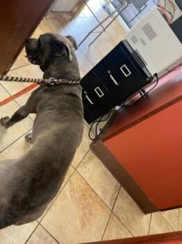 Rescue Mixed Breed Dogs for Adoption in Cincinnati, Ohio - Preach | PetCurious