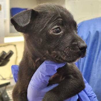 Mixed Breed Dogs Available for Adoption - Reef | PetCurious