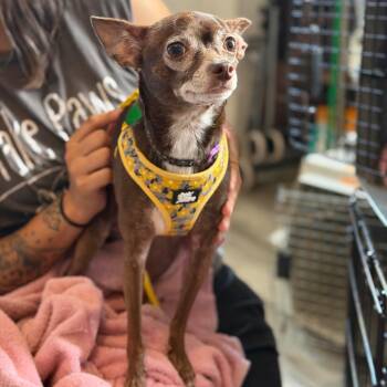 Zelie -  Chihuahua Dog for Adoption in New Orleans, Louisiana - Zelie | PetCurious