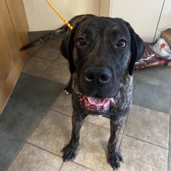 Oliver -  Mixed Breed Dog for Adoption in Chattanooga, Tennessee - Oliver | PetCurious