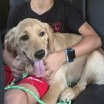 Dexter -  Golden Retriever Dog for Adoption in Portsmouth, Ohio - Dexter | PetCurious