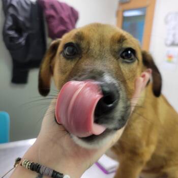 Rescue Mixed Breed Dogs for Adoption in Charleston, West Virginia - Washington | PetCurious