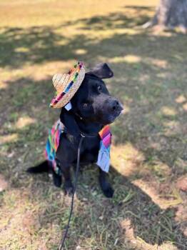 Black Labrador Retriever and Mixed Breed Dogs Available for Adoption in Aiken, South Carolina - Boss | PetCurious