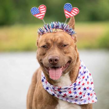 Rescue Black Mouth Cur and Shepherd Dogs for Adoption in Morganfield, Kentucky - Luther | PetCurious