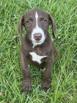 Raymond -  Labrador Retriever Dog for Adoption in The Woodlands, Texas - Raymond | PetCurious