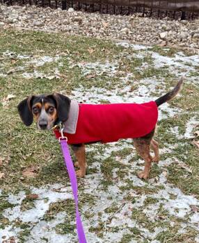 Beagle Dogs Available for Adoption in Shorewood, Illinois - Mary | PetCurious