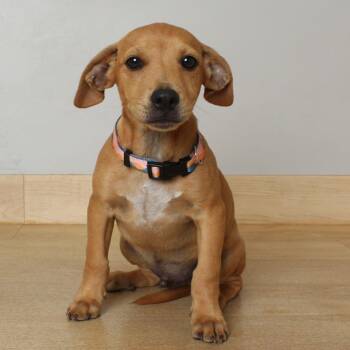 Derby D69725 -  American Bulldog and Retriever Dog for Adoption in Minnetonka, Minnesota - Derby D69725 | PetCurious